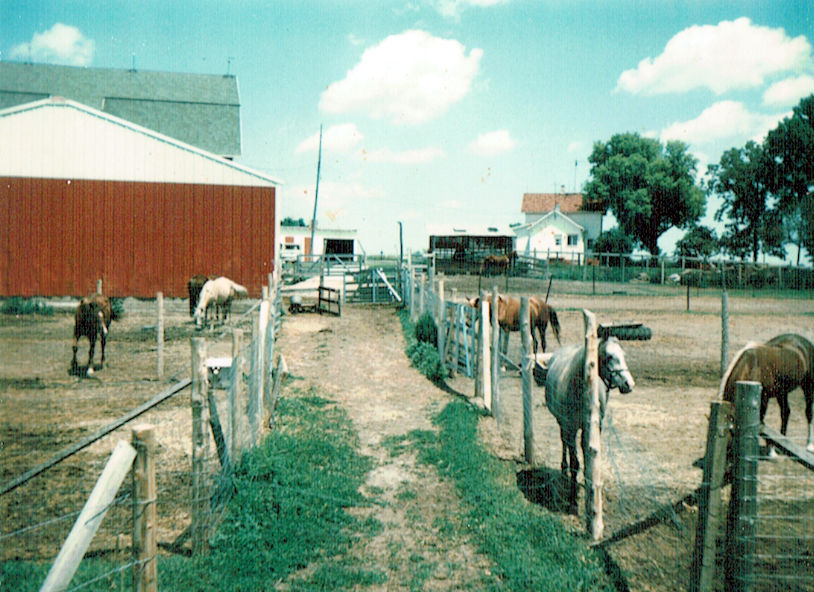 Mares in for breeding