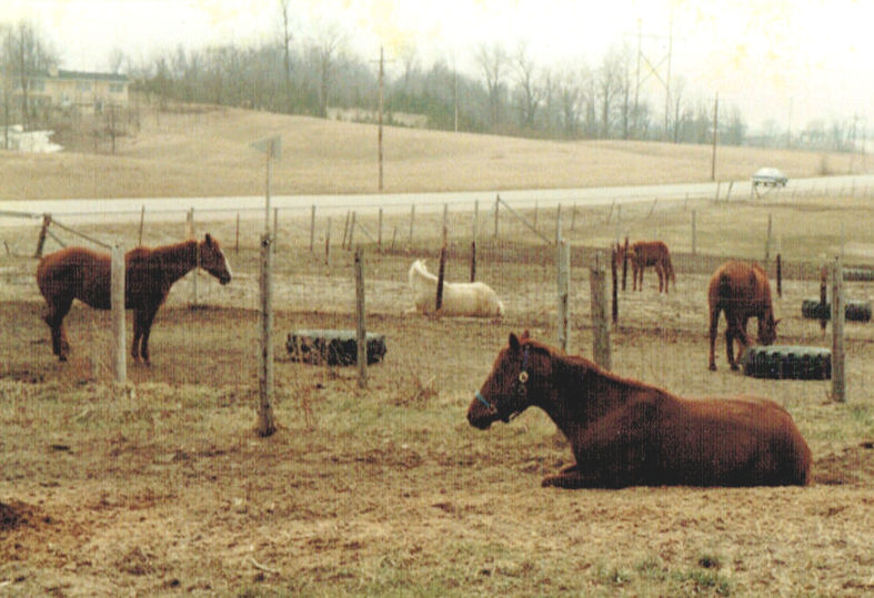 Breeding season 1970's to early 80's