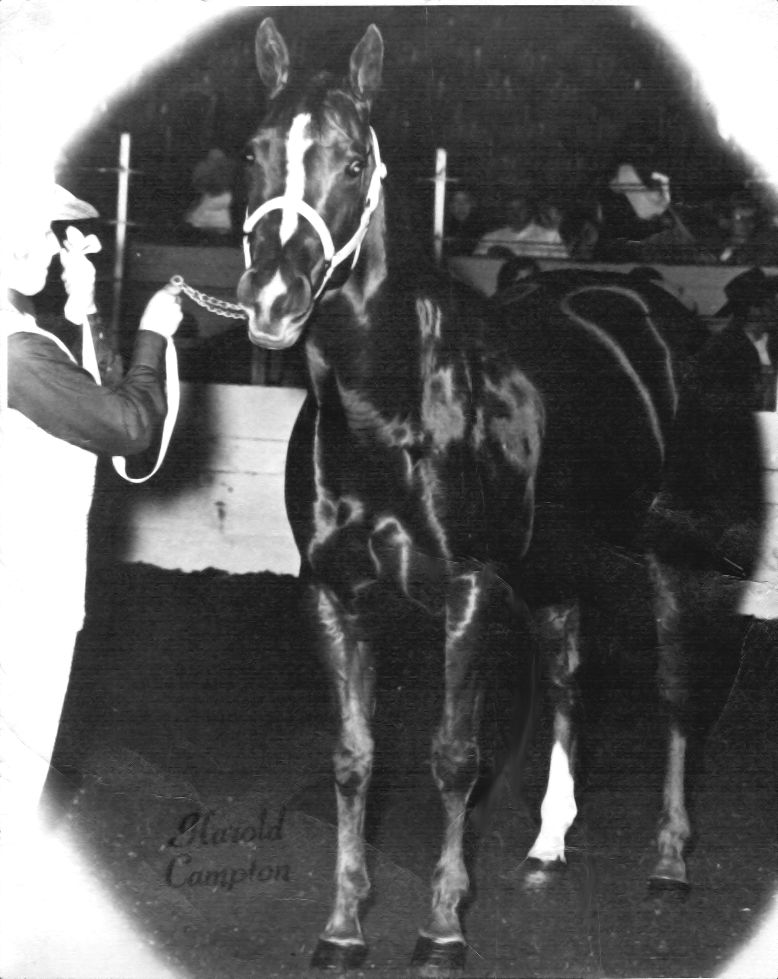 bugslittlebar1970
