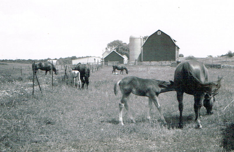 Mares and foals. Stallion on fare left.